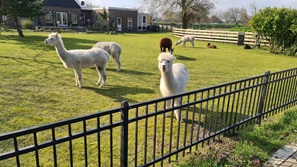 Ouddorp