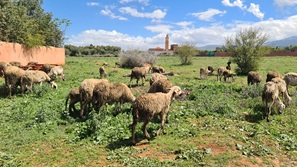 Marrakesch